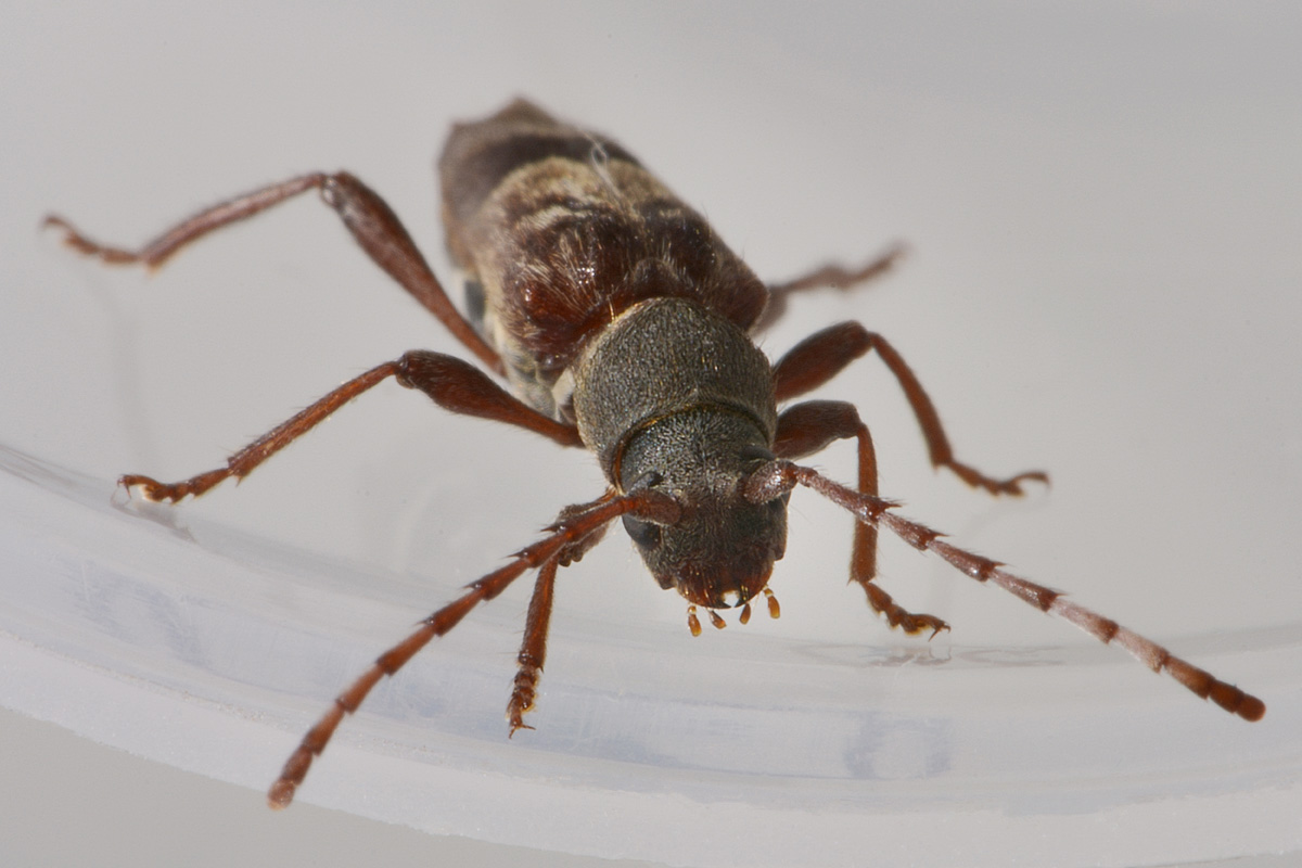 Cerambycidae:  Anaglyptus gibbosus?   S !